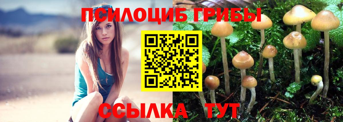Псилоцибиновые грибы Psilocybe Десногорск